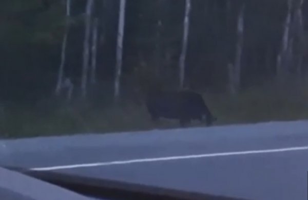 Видео с жутким человекоподобным голумом попало в Сеть Видео с жутким человекоподобным голумом попало в Сеть